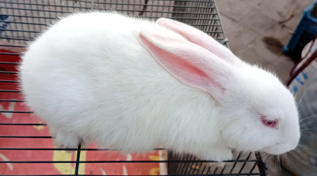 New Zealand White Rabbit — photo 7