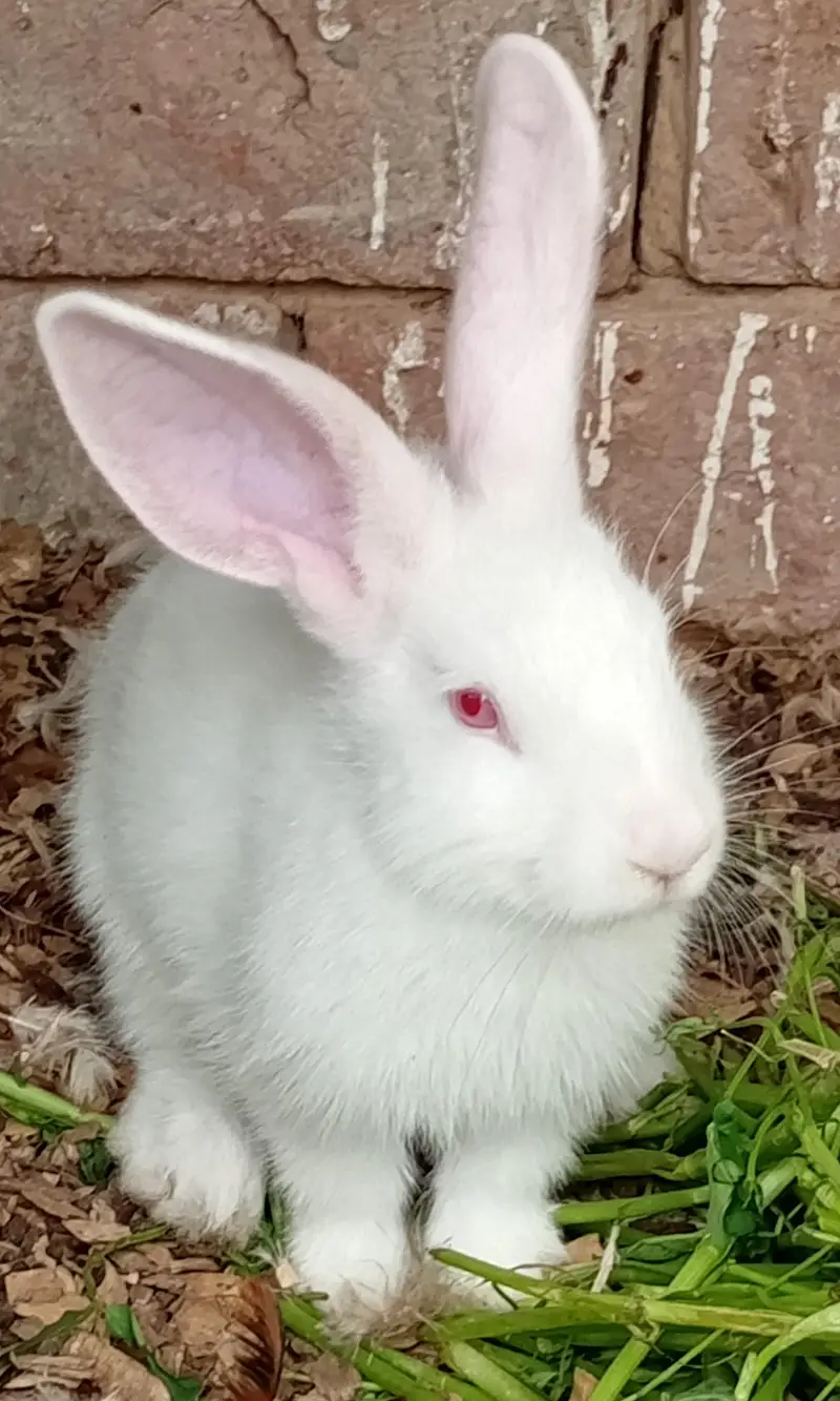 New Zealand White Rabbit — photo 8