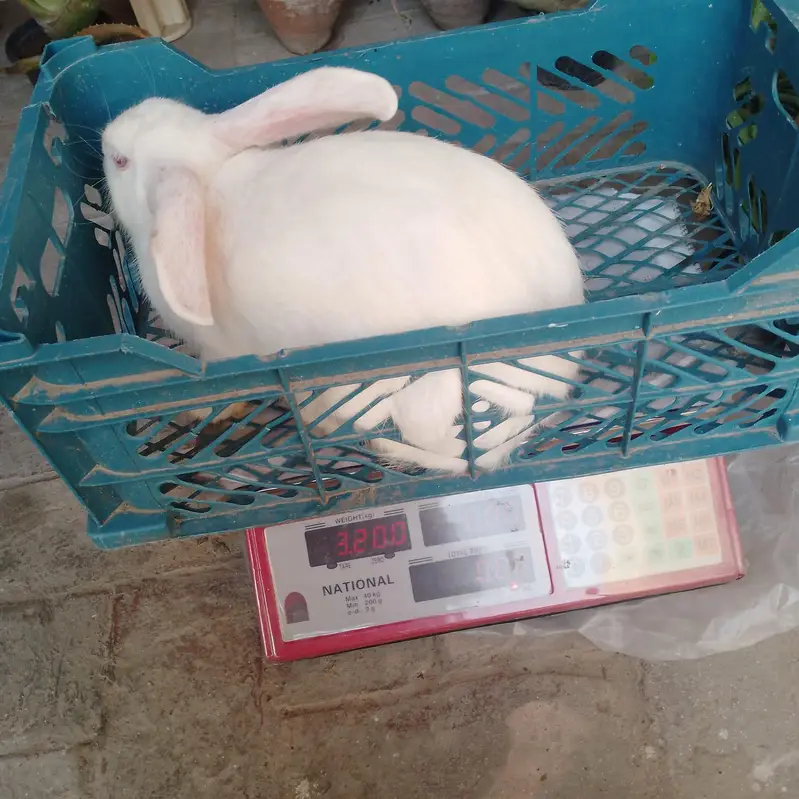 New Zealand White Rabbit — photo 9