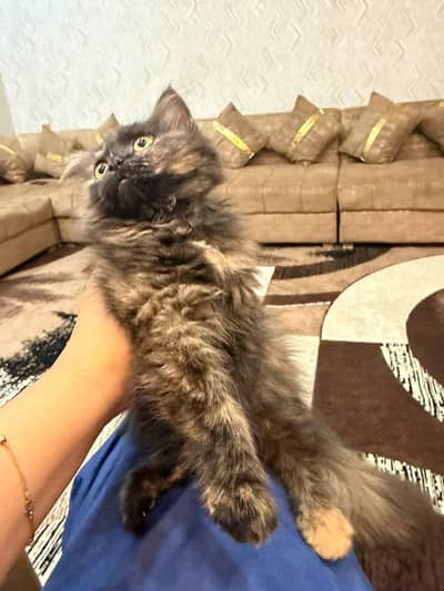a beautiful cat for sale