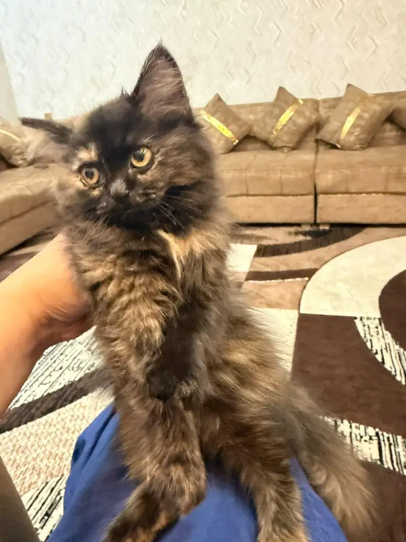 a beautiful cat for sale — photo 2