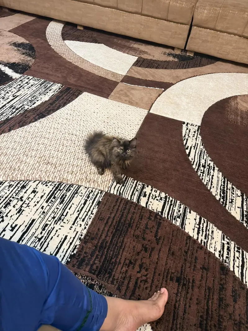 a beautiful cat for sale — photo 3