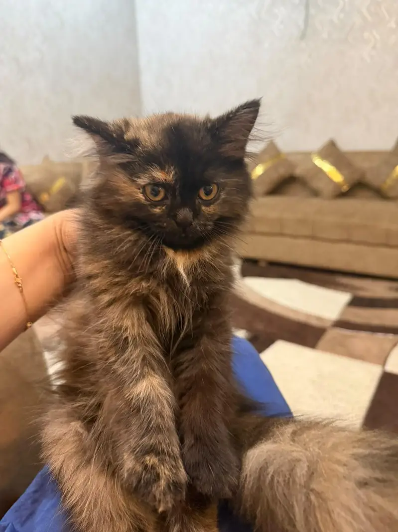 a beautiful cat for sale — photo 4