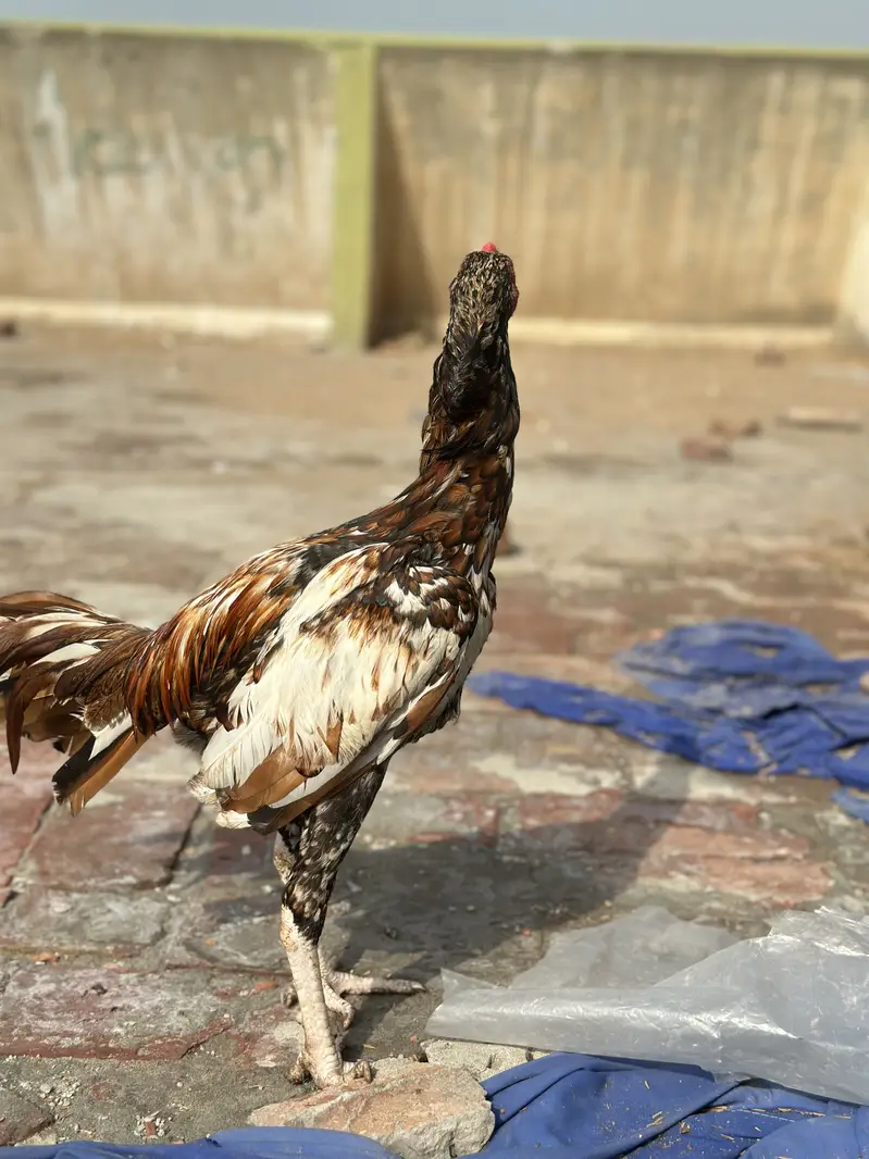 Peela aseel mianwali bloodline patha — photo 4