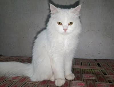 Persian Cat