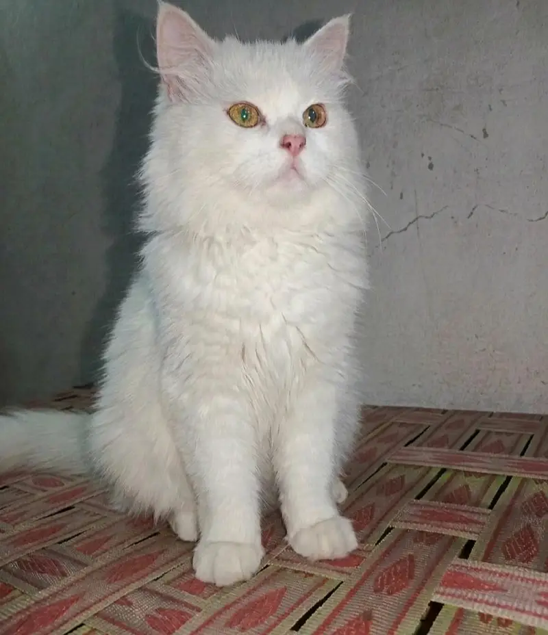 Persian Cat — photo 2