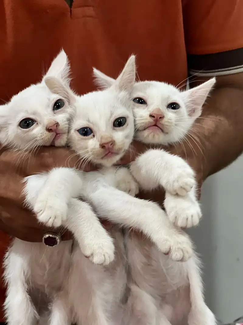 2females and 1male in pure white colour — photo 5