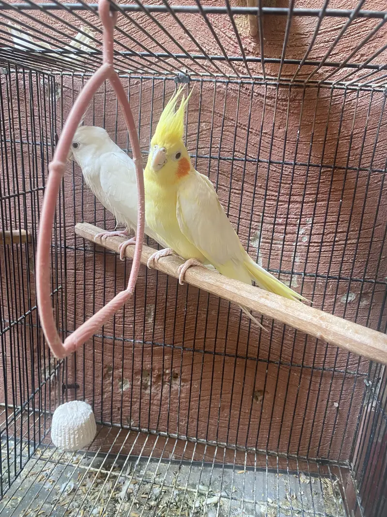 Cocktail breeder pair for sale
