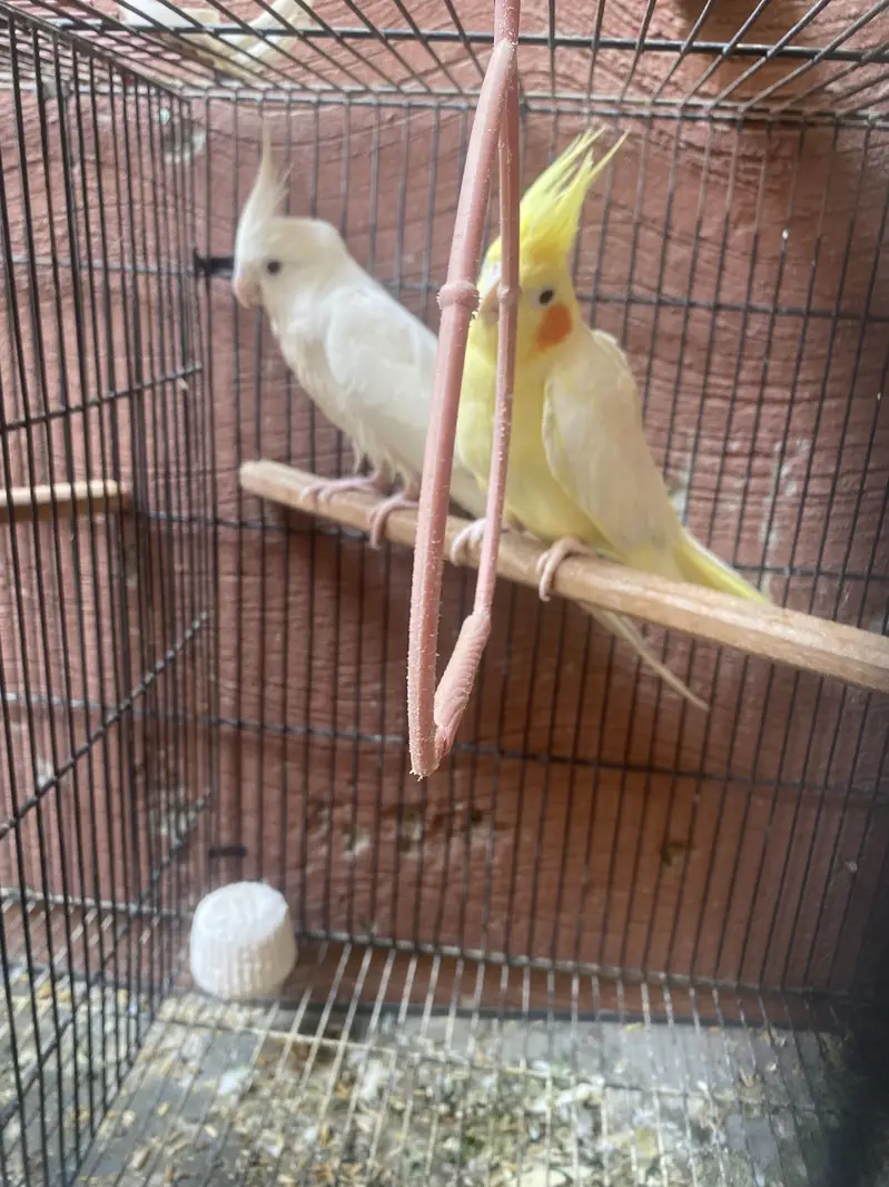 Cocktail breeder pair for sale — photo 2