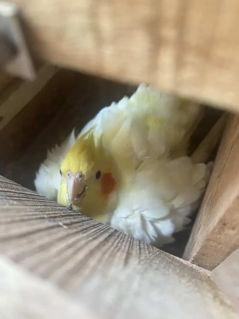 Cocktail breeder pair for sale — photo 3