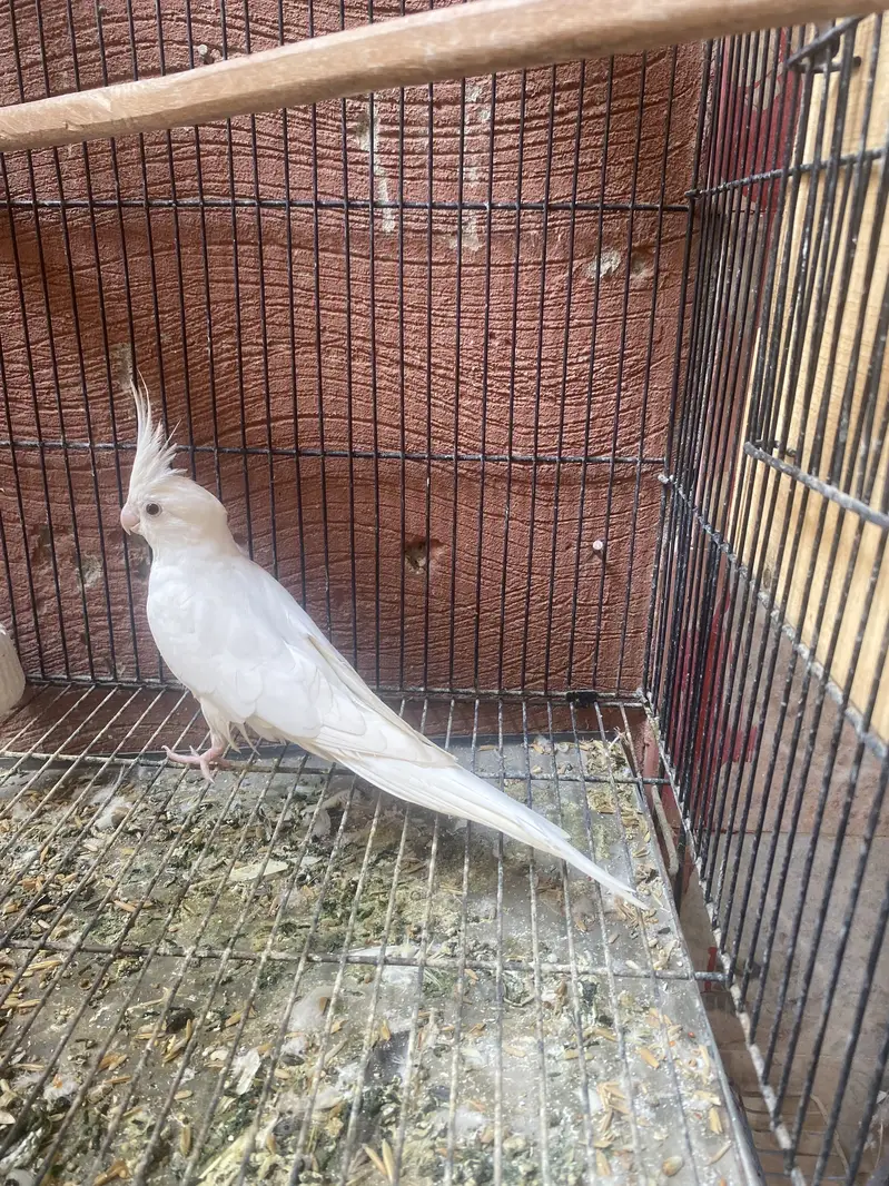 Cocktail breeder pair for sale — photo 4