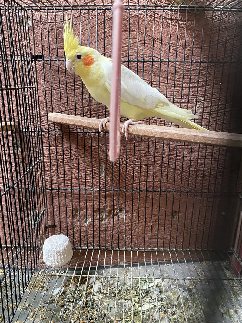 Cocktail breeder pair for sale — photo 5