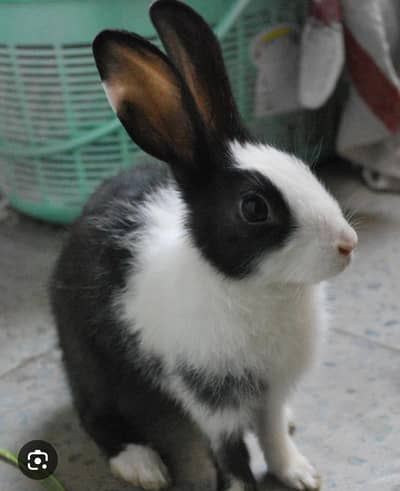 rabbit and duck