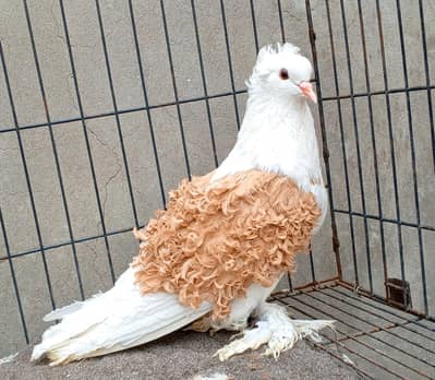 fancy pigeons/swallow/fantail/Jacobin/frillback/lahori sherazi/norwich