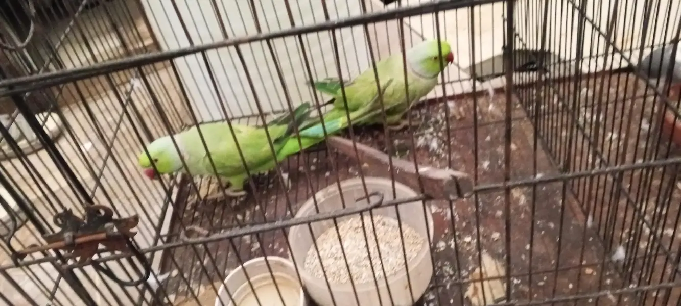 2 male ringneck