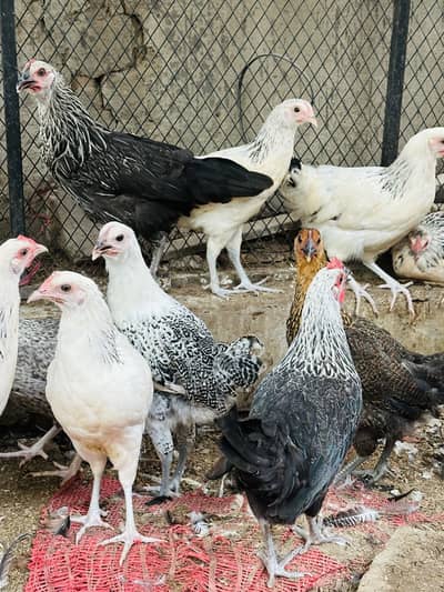 Golden Misri | Australorp |Desi| Chicks| Chuza|PATHI| Egg laying Hen