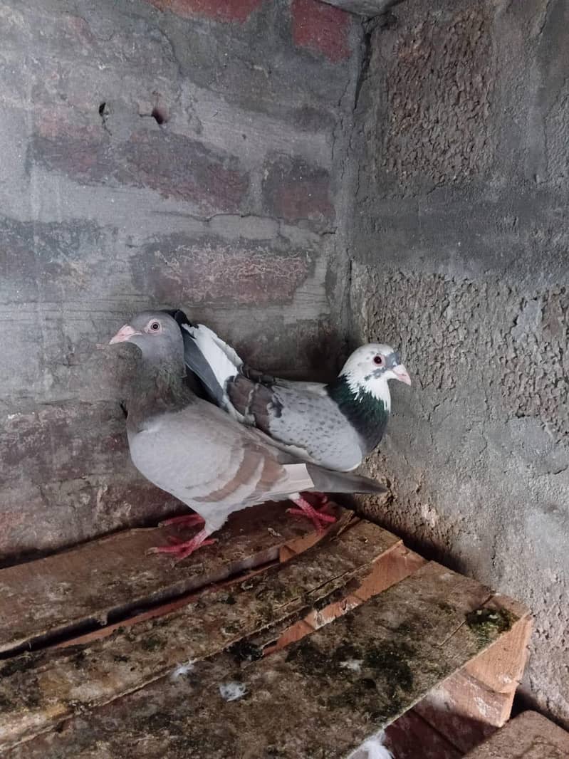two breader for salr 0