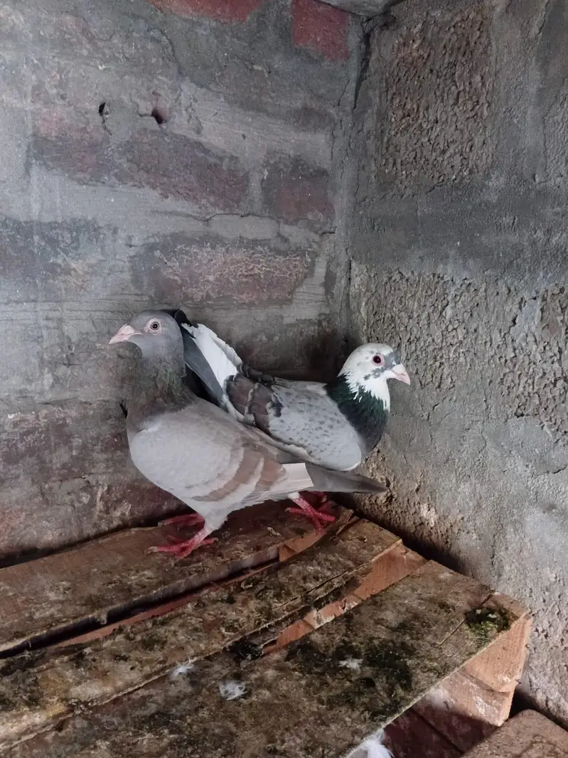 two breader for salr