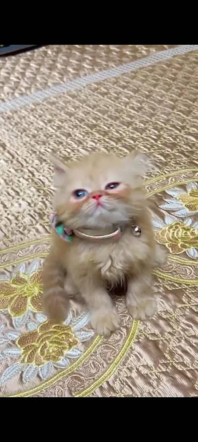Premium Persian cat with all accessories