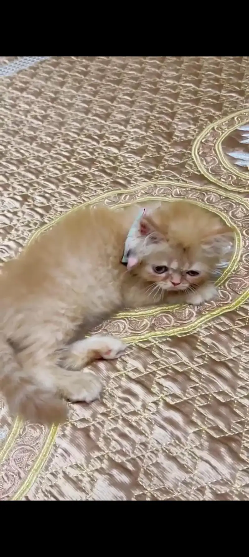 Premium Persian cat with all accessories — photo 3