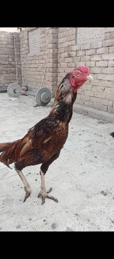 Aseel Pair and Aseel Chicks