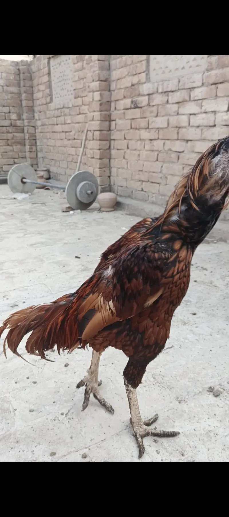Aseel Pair and Aseel Chicks — photo 2