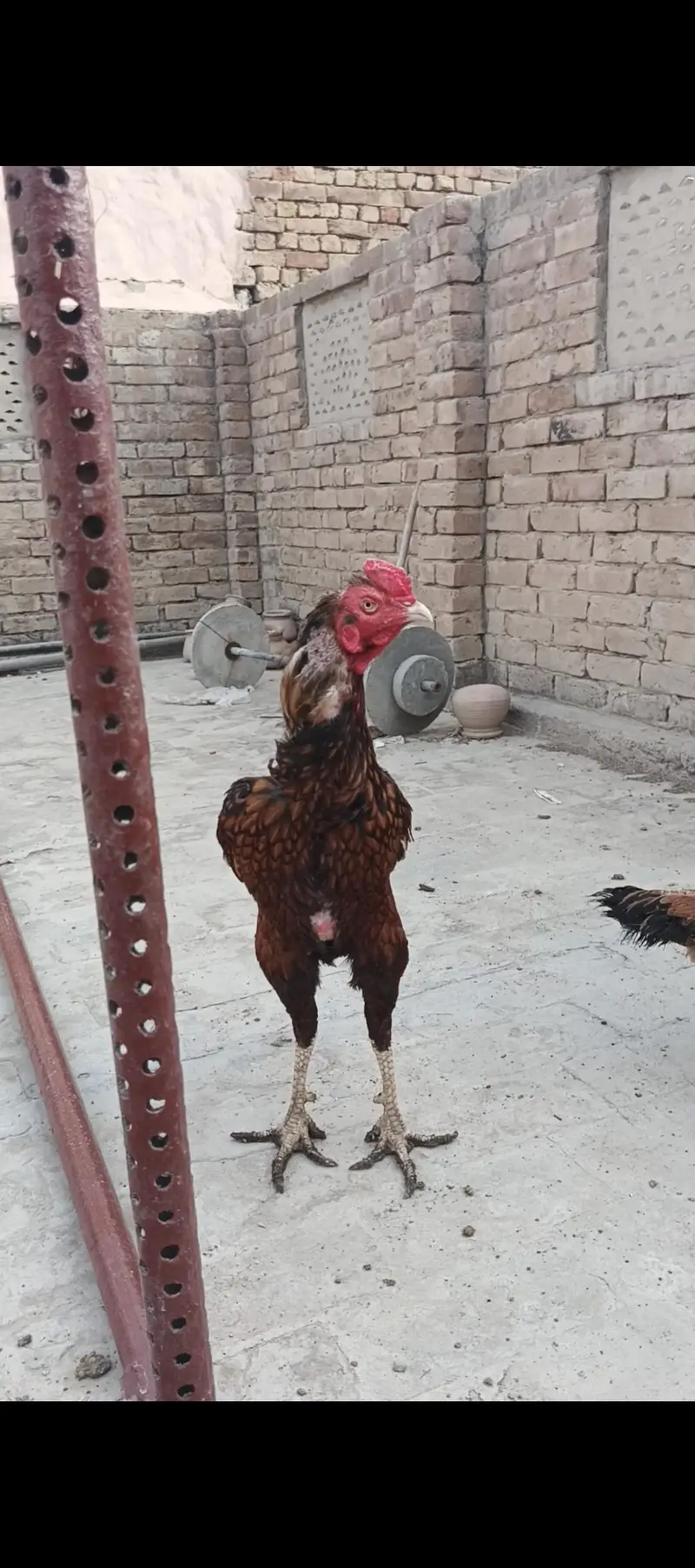 Aseel Pair and Aseel Chicks — photo 3