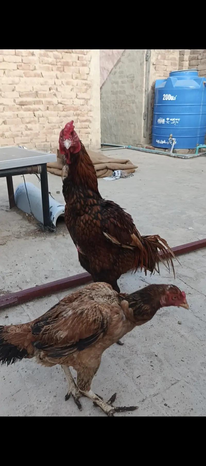 Aseel Pair and Aseel Chicks — photo 4