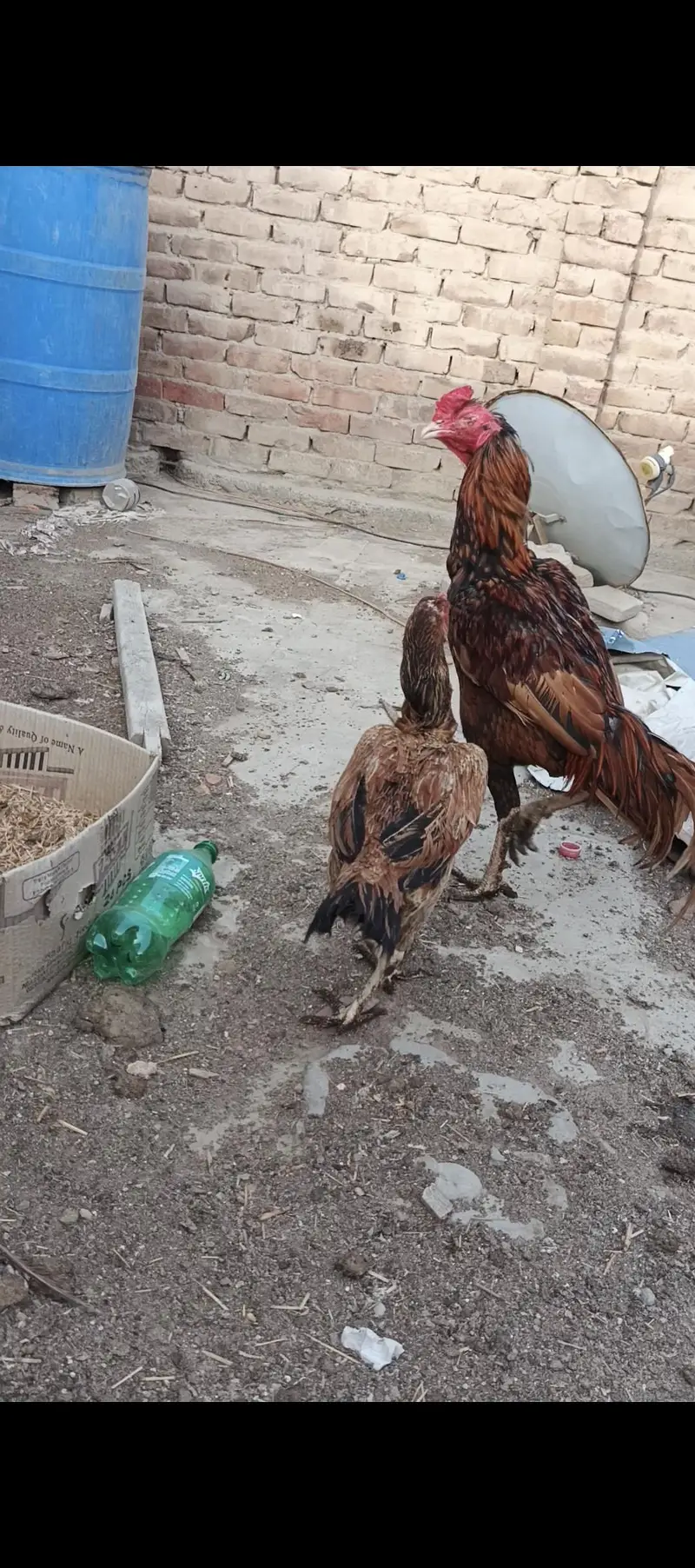 Aseel Pair and Aseel Chicks — photo 5