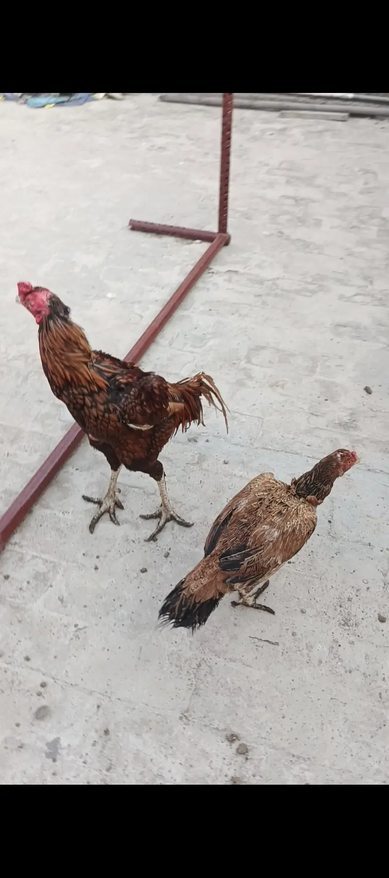 Aseel Pair and Aseel Chicks — photo 6