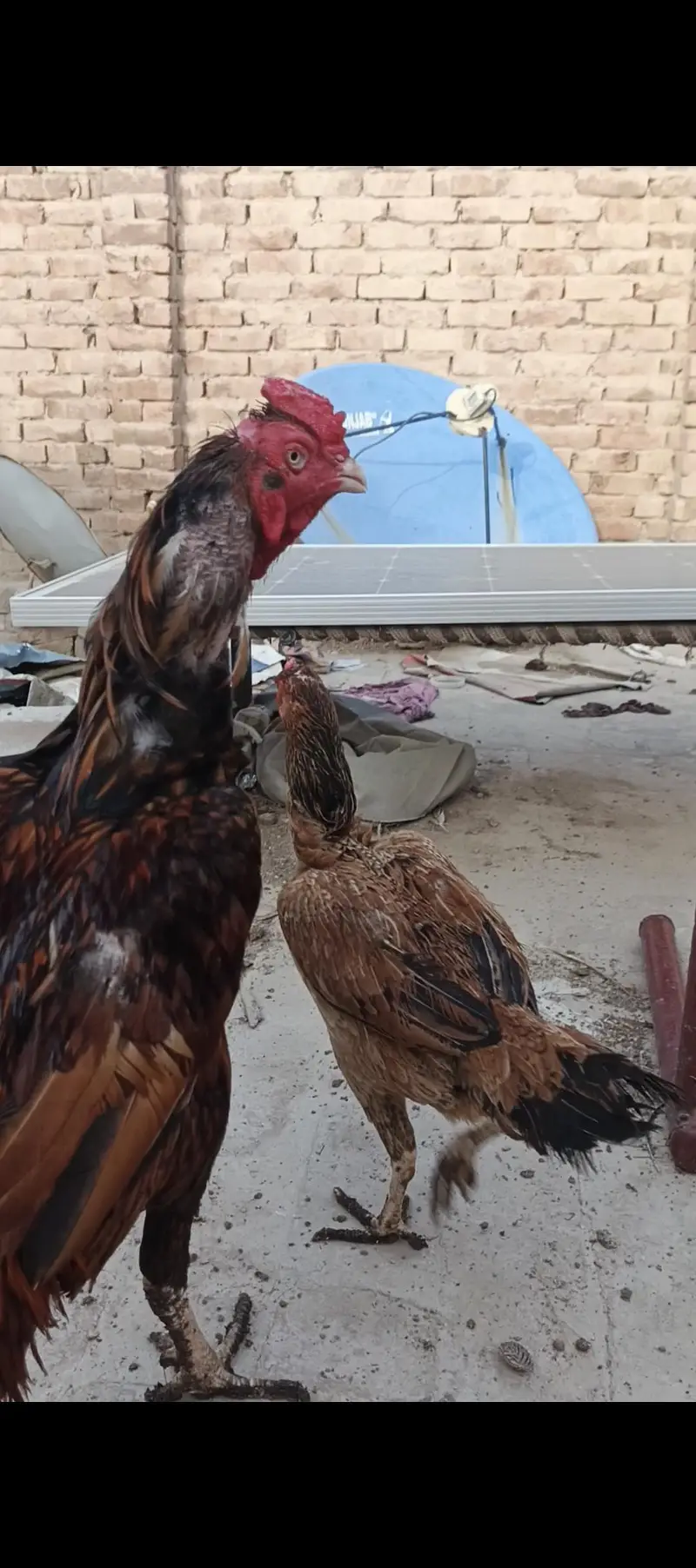 Aseel Pair and Aseel Chicks — photo 7