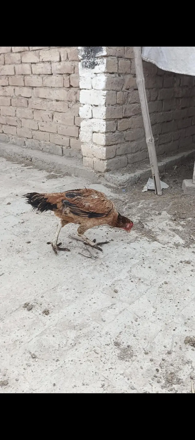 Aseel Pair and Aseel Chicks — photo 8