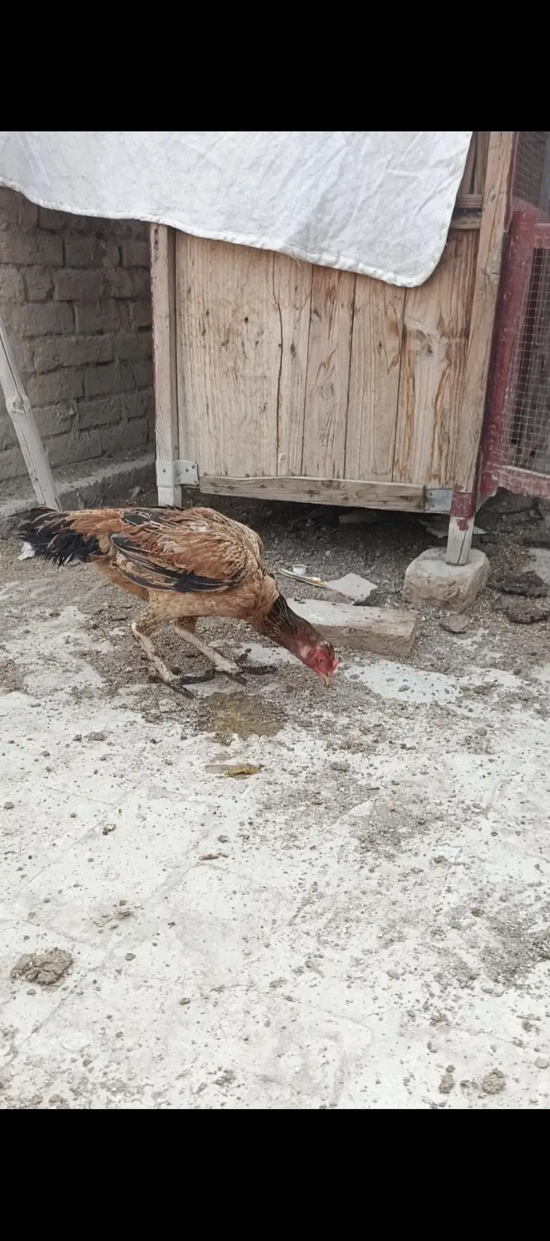 Aseel Pair and Aseel Chicks — photo 9