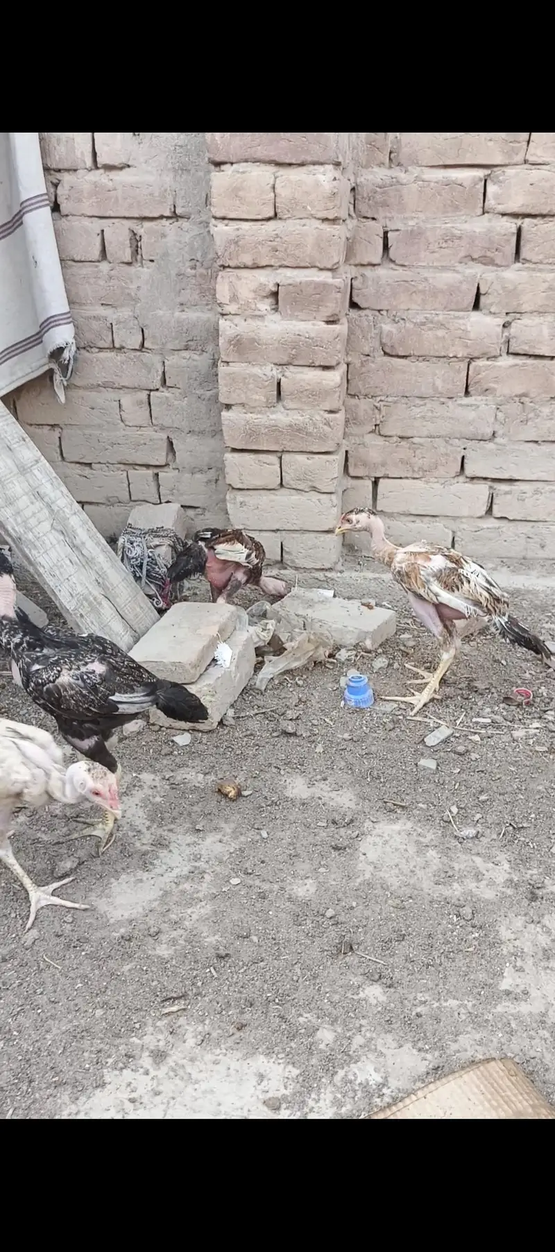 Aseel Pair and Aseel Chicks — photo 10