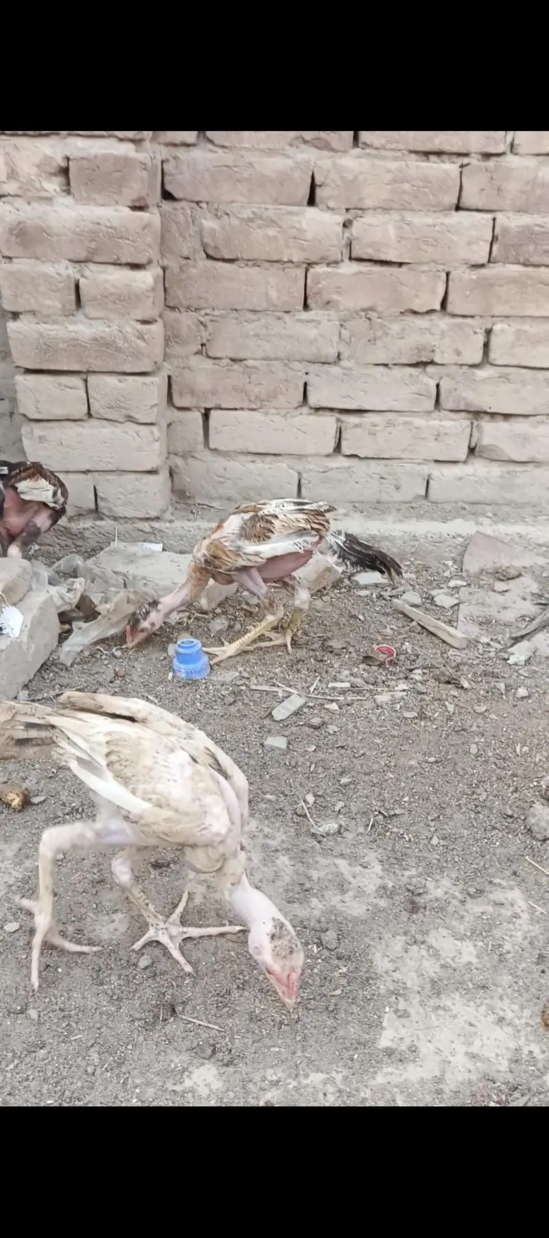 Aseel Pair and Aseel Chicks — photo 11