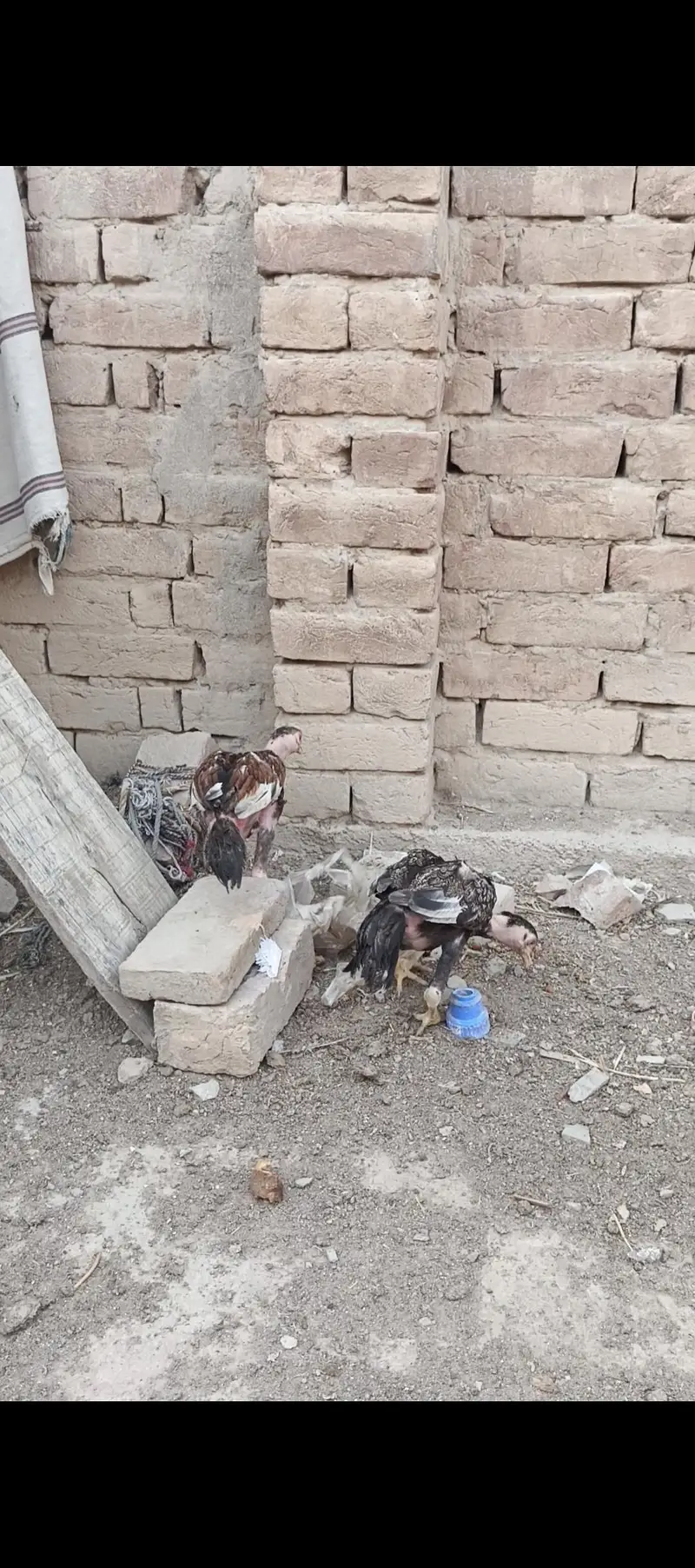 Aseel Pair and Aseel Chicks — photo 12