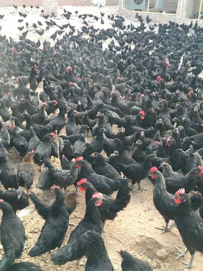 Golden | Misri | Australorp | Layer | Broiler