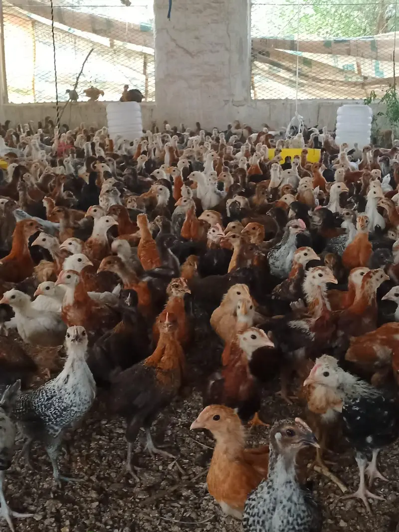 Golden | Misri | Australorp | Layer | Broiler — photo 4