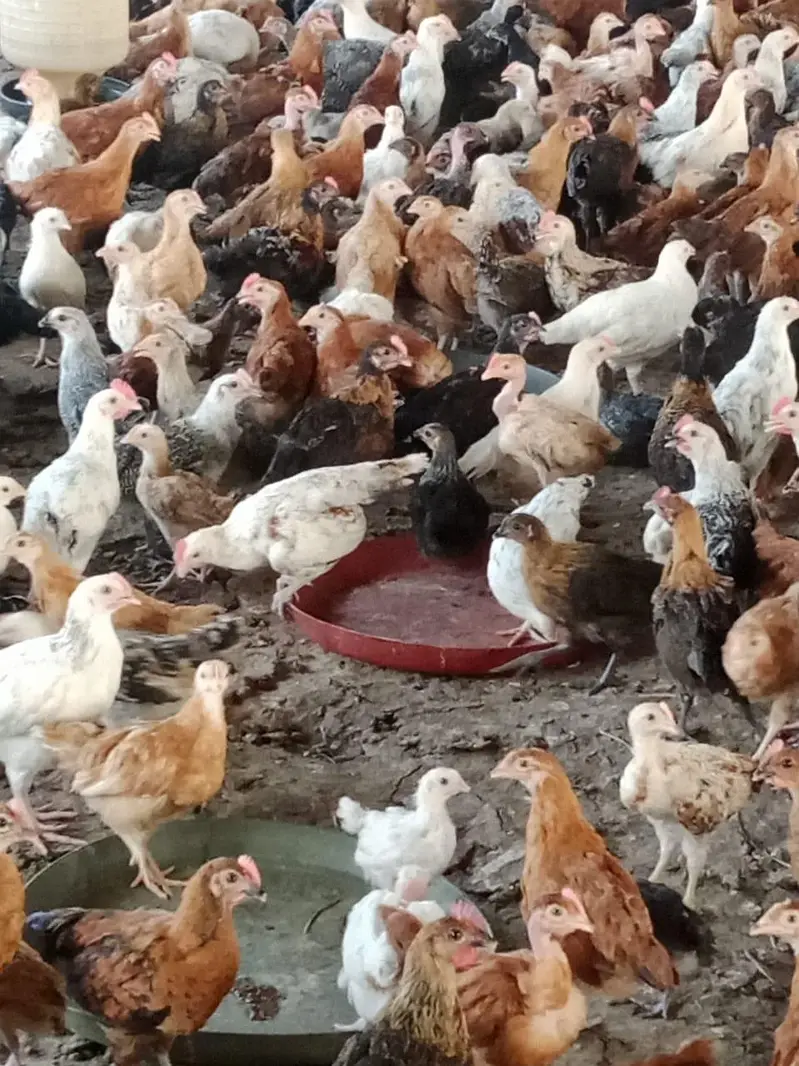Golden | Misri | Australorp | Layer | Broiler — photo 6