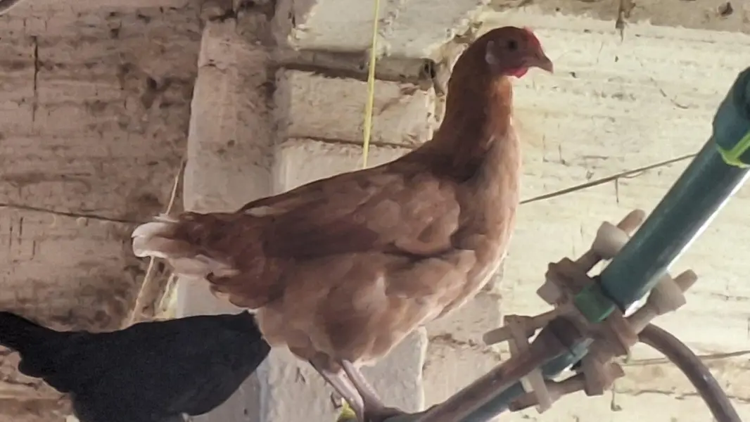 Golden | Misri | Australorp | Layer | Broiler — photo 7