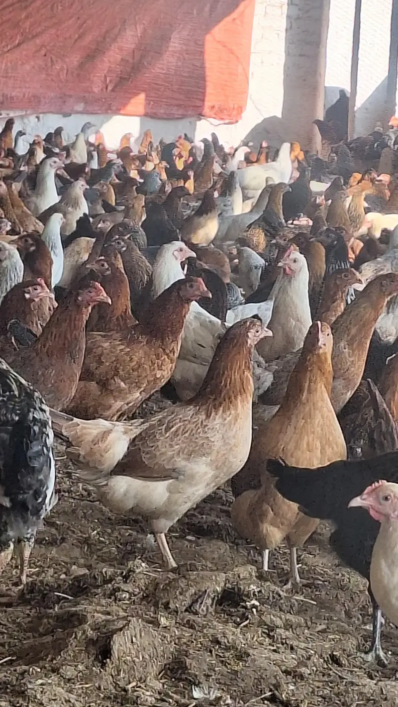 Golden | Misri | Australorp | Layer | Broiler — photo 9