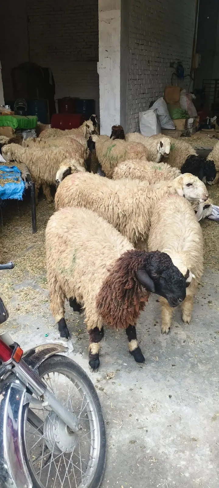 kajla chatra |sheep _mundra chatry | Goat_چھترے | chatry setup — photo 2