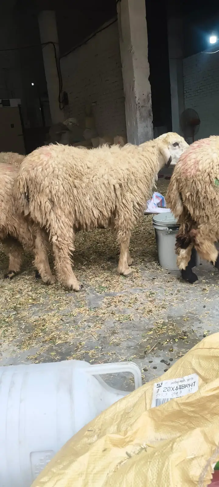 kajla chatra |sheep _mundra chatry | Goat_چھترے | chatry setup — photo 3