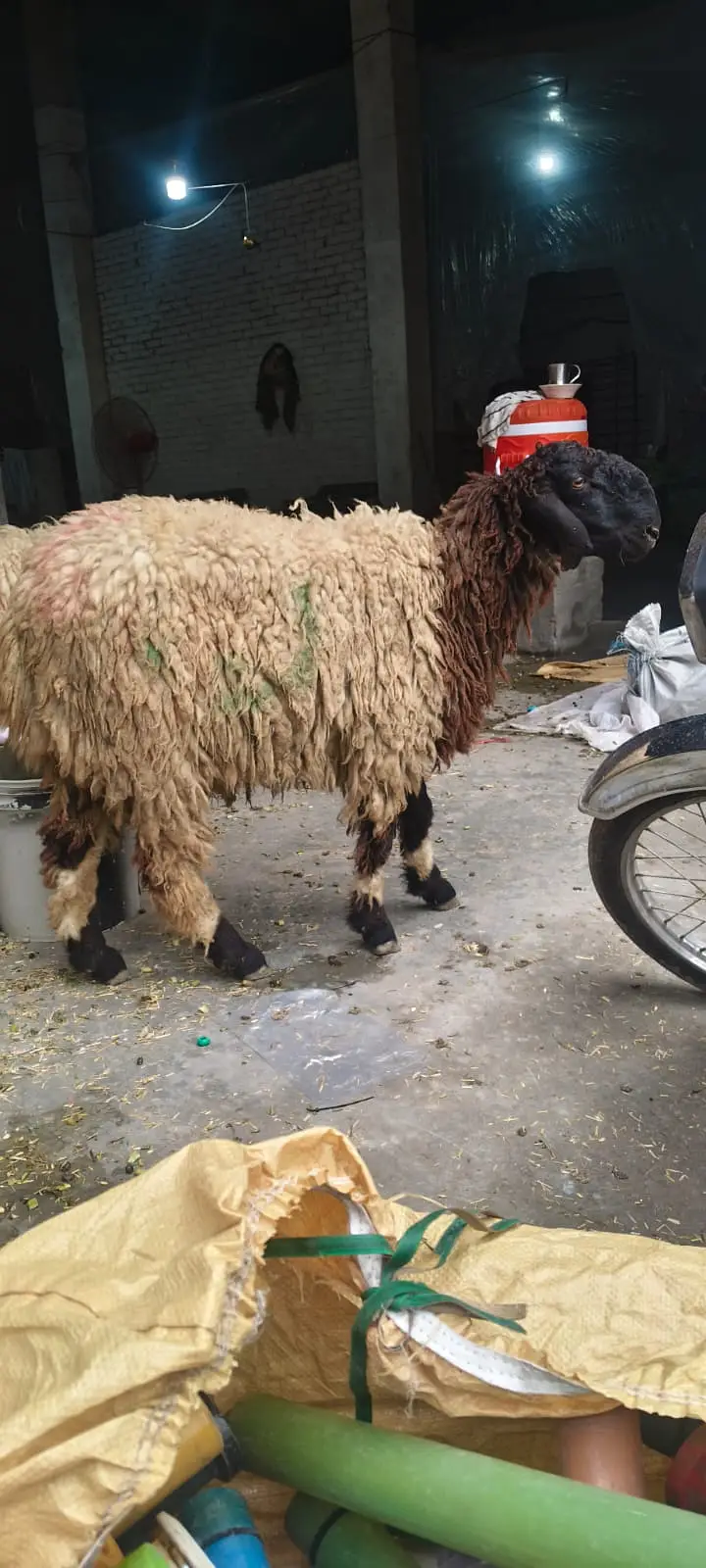 kajla chatra |sheep _mundra chatry | Goat_چھترے | chatry setup — photo 4