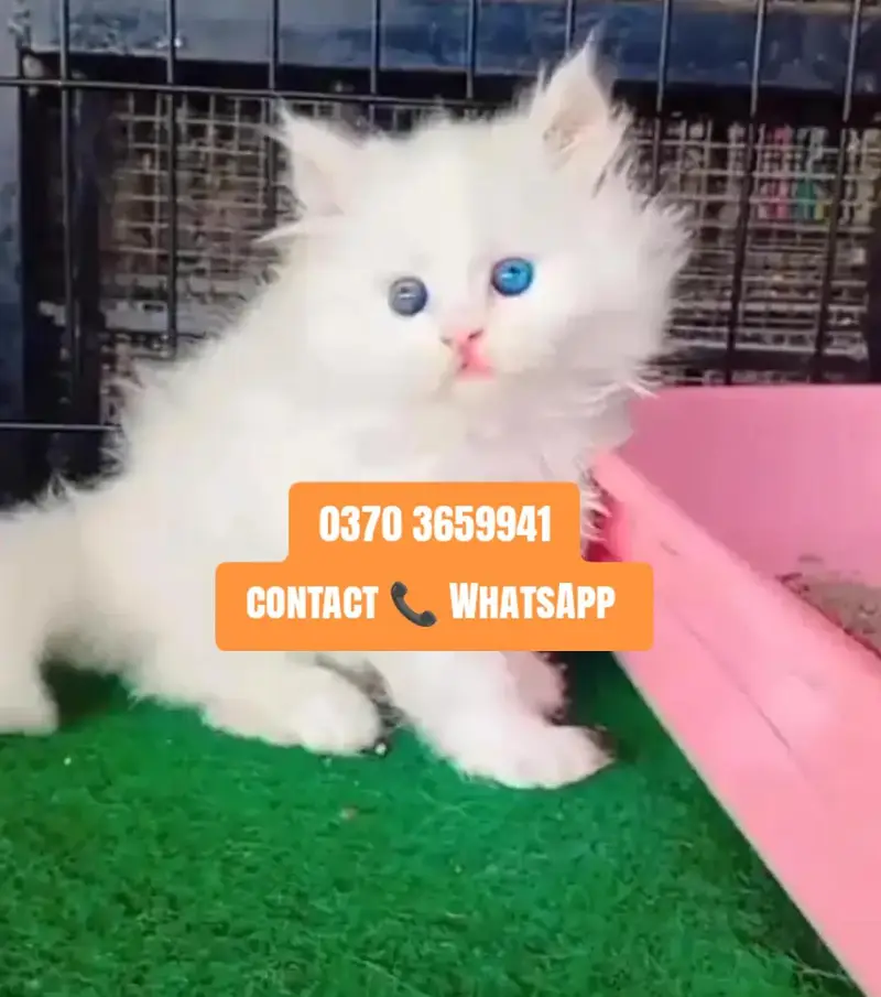( Persian Female Kitten ) For sale ( vaccinated ) — photo 2