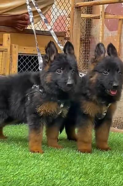 German Shepherd puppies long cot for sale my WhatsApp. 03317047936