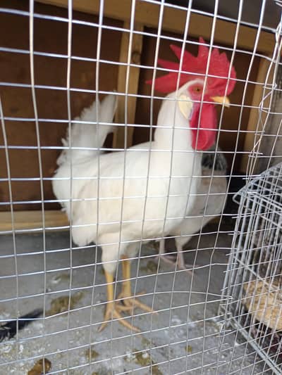 broiler rooster