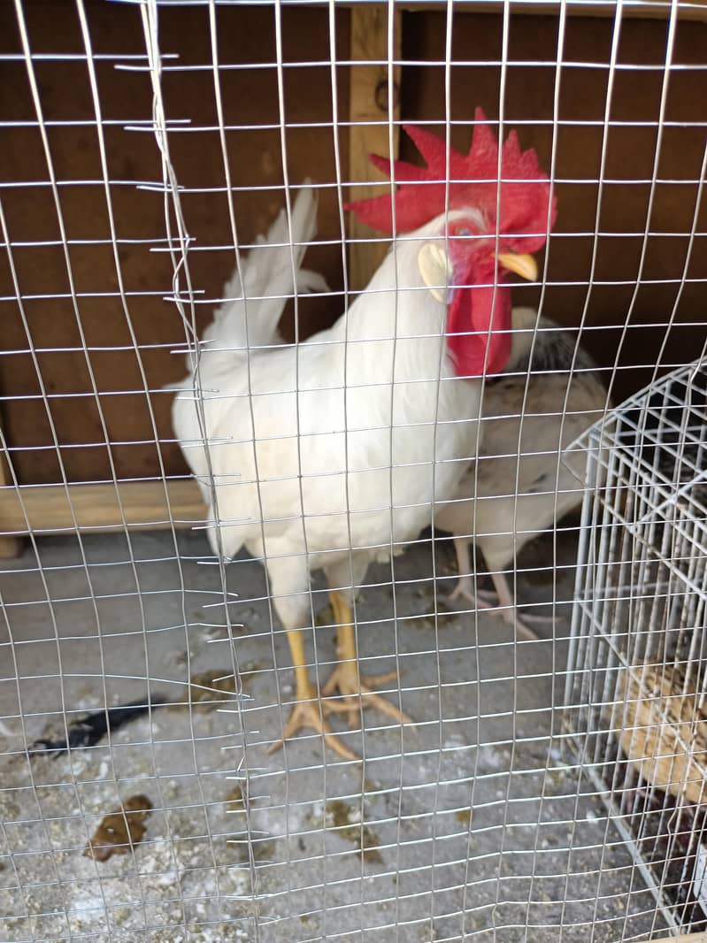 rooster 1