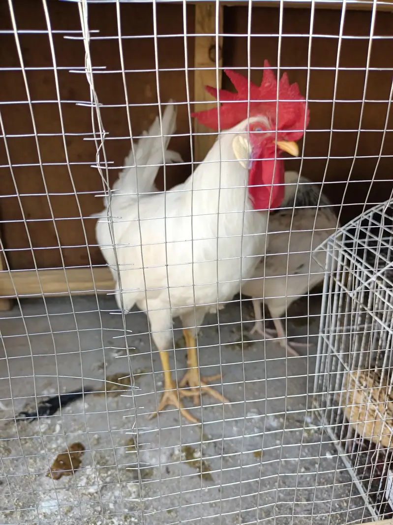 broiler rooster — photo 2