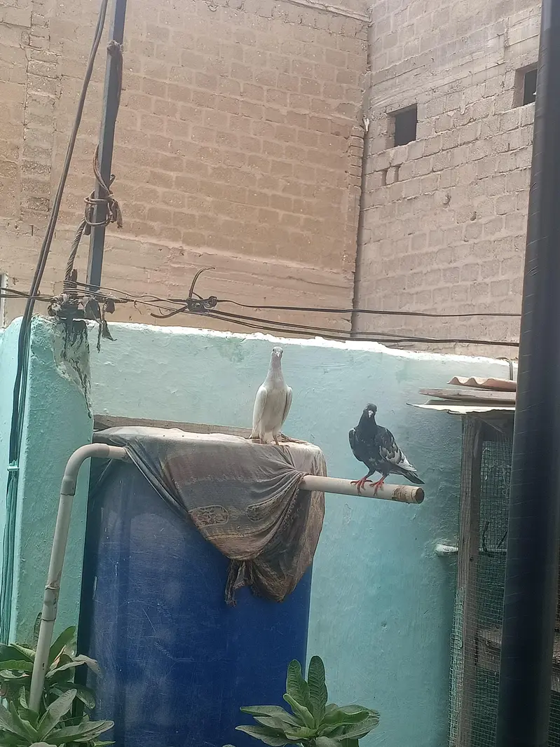 original saharanpuri kabootar — photo 2